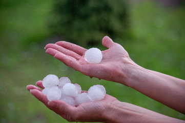 Very large hail on a palm close up