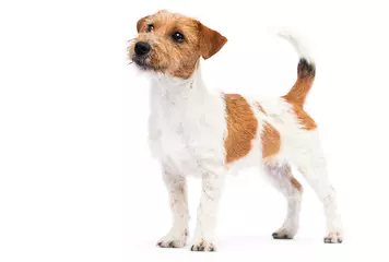 Poster dog jack russell terrier stands on a white background © Happy monkey