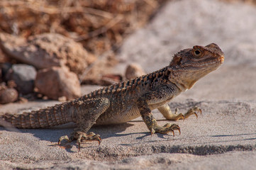 Large brown agama lizard on a stone