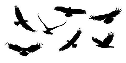 Set of flying eagles. Silhouette of a bird of prey. Vector illustration isolated from the background.