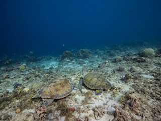 Green Sea Turtle rest in coral reef of Caribbean Sea / Curacao
