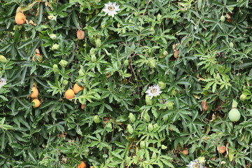 climbing plant with seeds and flowers of the passionflower
