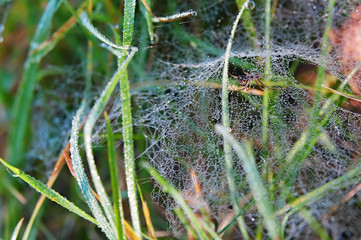 Dewed web and hidden spider