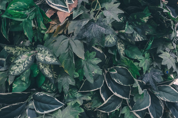 Beautiful nature background of vertical garden with tropical green leaf	
