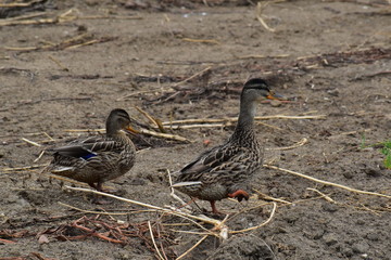 ducks