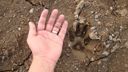 Dog footprint on the earth
Footprint dog on the soil land
Comparison of animal track size and hand
animal track, Tracks, Footprints
Dog foot prints on mud.Local dogs foot prints on earth Surface.