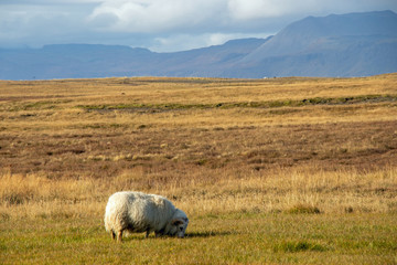 white sheep on a meadow in Iceland