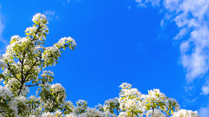 Spring time, plum tree flowers on blue sky as background.Background with flowers on a spring day. Red-soft version.