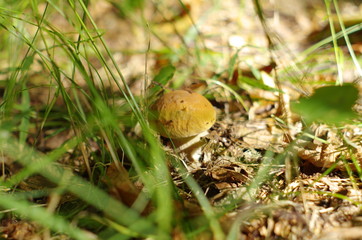mushroom in the forest