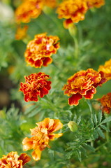 Obraz na płótnie Canvas orange marigold flower