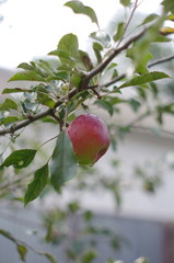 apples on tree