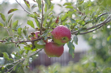 apples on tree
