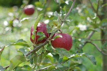 apples on a tree