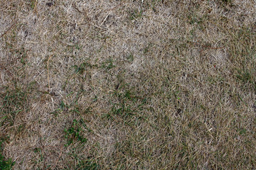 Lawn of withered grass, background