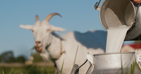 Farmer pours goat's milk into can, goat grazes in the background