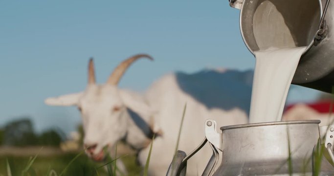 Farmer pours goat's milk into can, goat grazes in the background
