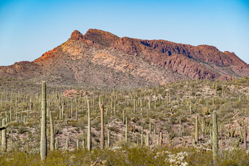 cacti of Arizona’s Sonoran Desert  at Organ Pipe Cactus National Monument