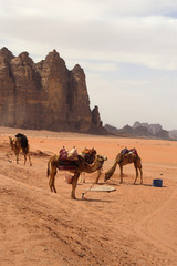 Wadi Rum.Reserve of the desert. Martian landscape. Fancy desert mountains against the sky.  Camel stand in the desert. Camels drink water.