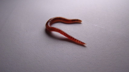 red worm Dendrobena, earthworm live bait for fishing
earth worm isolated on white background
insects insect, animals, animal, bugs, bug, wildlife, wild nature, forest, woods, garden, agriculture, farm