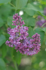 purple lilac flowers