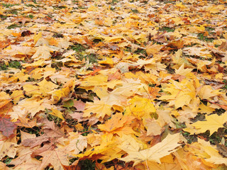 Maple leaves of different sizes and colors lie a dense layer on the grass. Background, texture. Early dry colorful autumn. Horizontal frame.