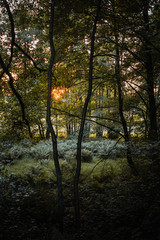 Trees in a countryside nature on a blossom heath meadow with golden colorful sunset summer light. Tree silhoulettes in the low sunlight. 