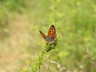 butterfly on a flower