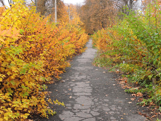 An old asphalt path in an abandoned park. It is overgrown with shrubs with yellow, red and green leaves on one side. beautiful autumn view