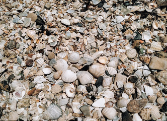 Many small light seashells closeup. Coastal area.
