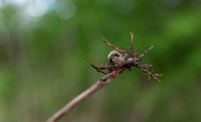 larva of a dragonfly on a branch on a green background