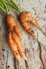 Krumm gewachsene Karotten im Hausgarten