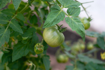 Unripe green tomatoes growing on a branch in the garden.selective focus