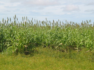 Fototapeta premium SORGO