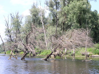 fallen trees in the river
