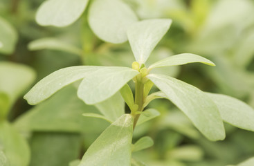 Portulaca oleracea purslane perseley little hogweed wild portulaca pigweed edible creeping plant with green leaves and reddish stems