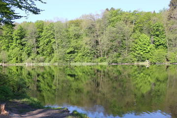 Fototapeta premium Green trees are reflected in the water of a forest lake on a sunny summer day