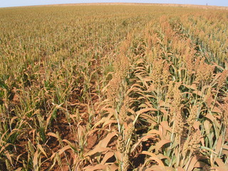 SORGO