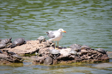 gull and turtles on a rock
