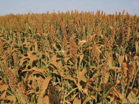 SORGO