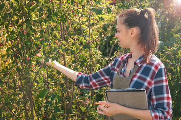 Agronomist woman conducts inspection of berry tree in fruit garden and puts indicators in tablet. Agribusiness concept. Control over observance of technology of cultivation agricultural plants.
