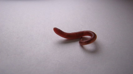 red worm Dendrobena, earthworm live bait for fishing
earth worm isolated on white...