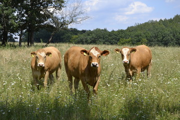Fototapeta premium cows on the meadow