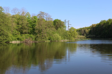 
Green trees are reflected in the water of a forest lake on a sunny summer day