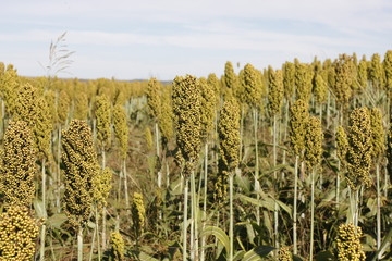 SORGO