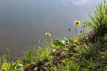 
Yellow dandelion flowers blossomed on the shore of a forest lake