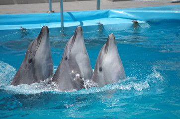 dolphin in the water