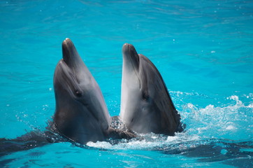 Fototapeta premium pair of dolphins