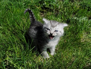 kitten meows on green grass