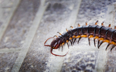 dangerous centipede walking on cement
