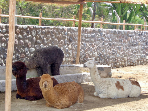 Alpaca Arequipa Peru - by juma